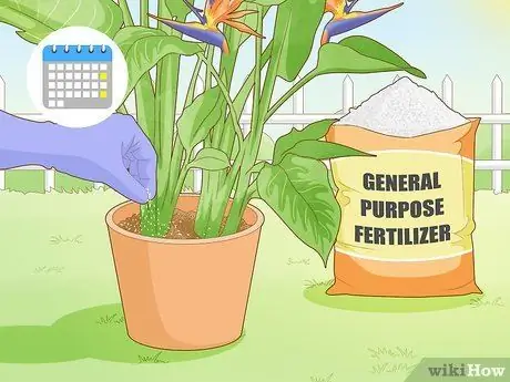 Заставь зацвести райскую птицу Шаг 13