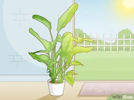 Заставь райскую птицу зацвести шаг 2