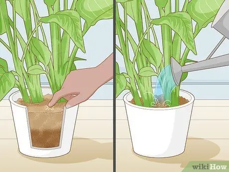 Заставь зацвести райскую птицу Шаг 3