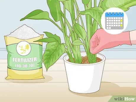 Заставь зацвести райскую птицу Шаг 4