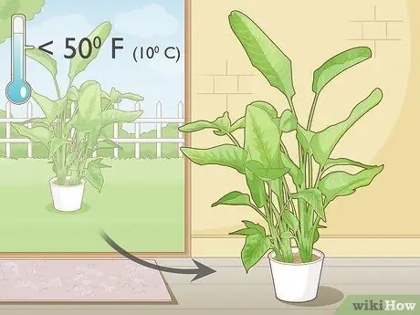 Заставь райскую птицу зацвести Шаг 5