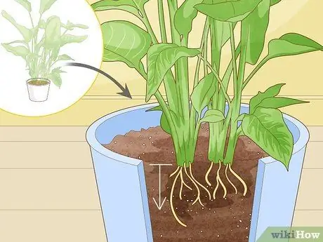 Заставь райскую птицу зацвести Шаг 8