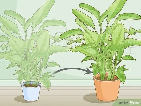 Заставь зацвести райскую птицу Шаг 9