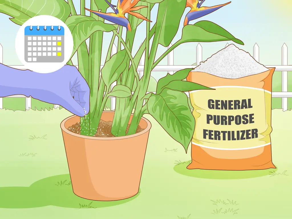 Легкие способы заставить райскую птицу зацвести: 13 шагов