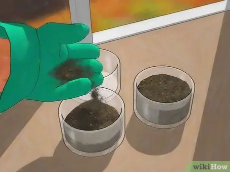Выращивание венерианской мухоловки Шаг 3