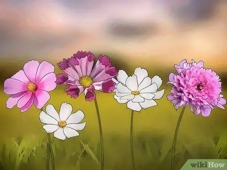 Выращивайте цветы космоса, шаг 1