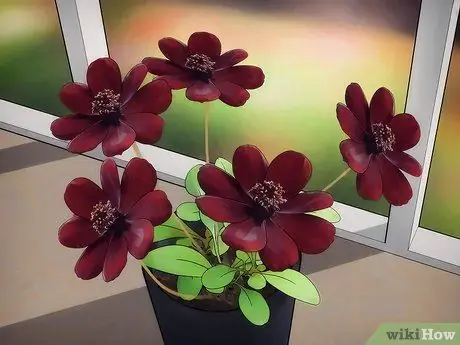 Выращивание цветов космоса Шаг 11