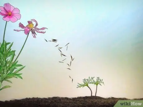 Выращивание цветов космоса Шаг 12