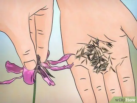 Выращивание цветов космоса Шаг 14