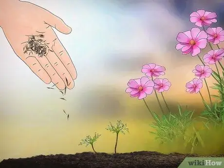 Выращивание цветов космоса Шаг 16