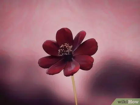 Выращивайте цветы космоса, шаг 2