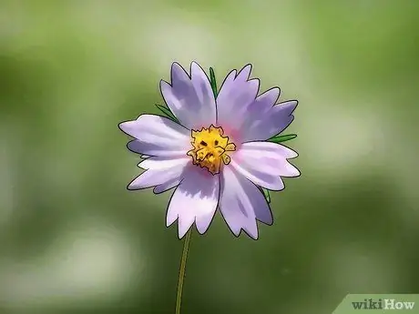 Выращивайте цветы космоса, шаг 3