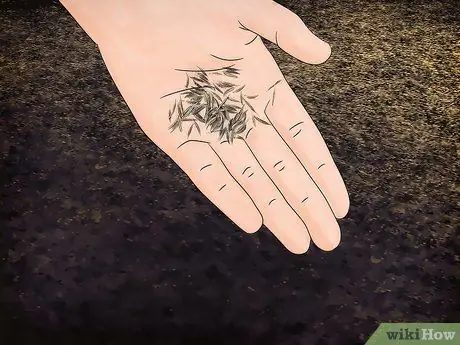 Выращивайте цветы космоса, шаг 7