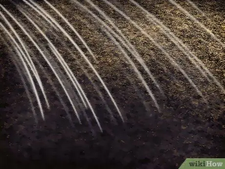 Выращивайте цветы космоса Шаг 8