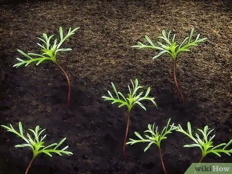 Выращивайте цветы космоса Шаг 9