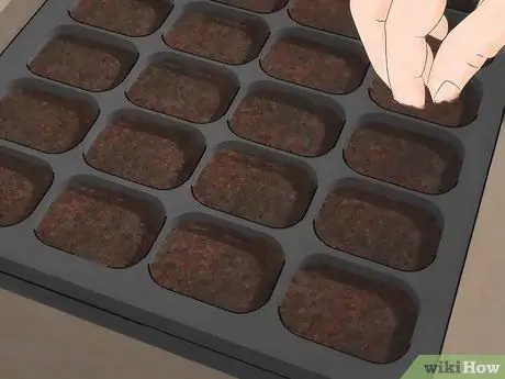 Выращивание глицинии, шаг 2