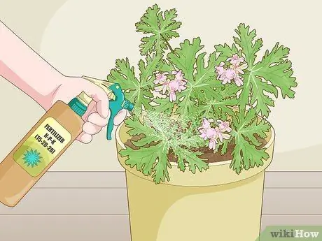 Выращивание цитронеллы Шаг 10