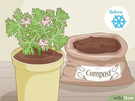 Выращивание цитронеллы Шаг 11
