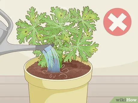 Выращивание цитронеллы Шаг 13