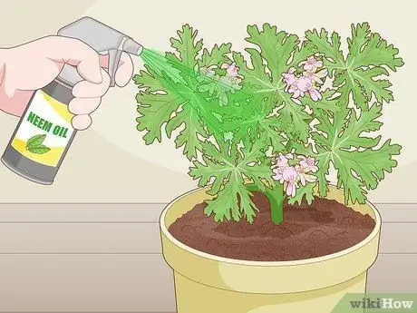Выращивание цитронеллы Шаг 15
