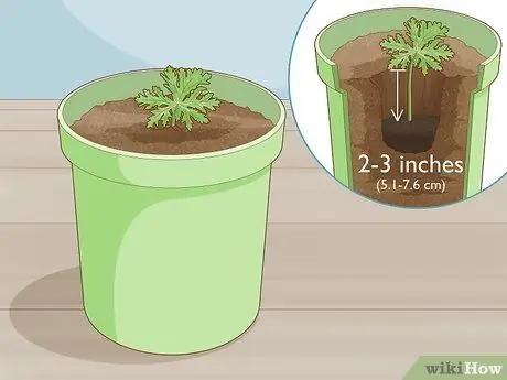 Выращивание цитронеллы Шаг 7