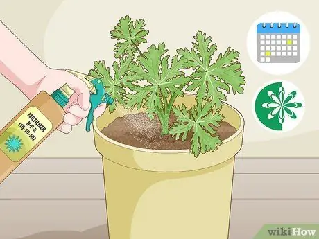 Выращивание цитронеллы Шаг 9