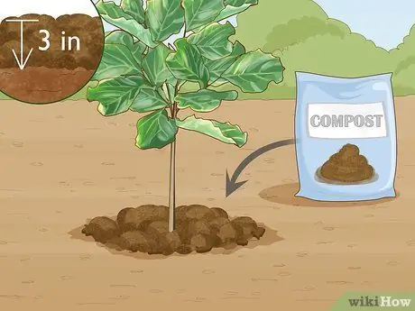 Уход за смоковницей Шаг 5