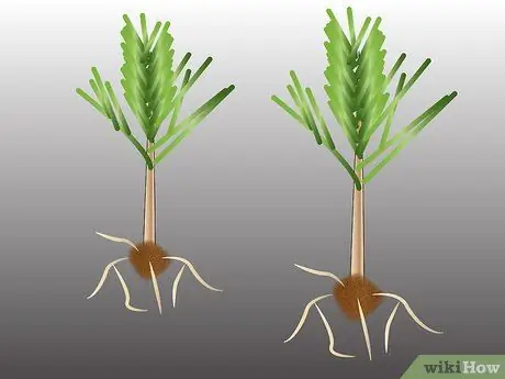 Размножение Pinus Radiata Шаг 3