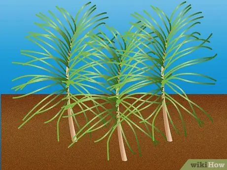 Размножение Pinus Radiata Шаг 4