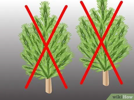 Размножение Pinus Radiata Шаг 5