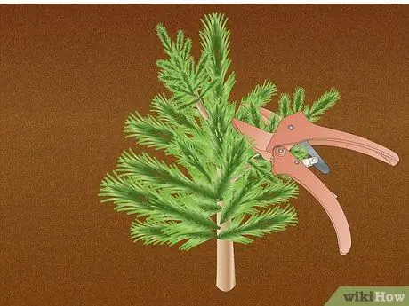 Размножение Pinus Radiata Step 6