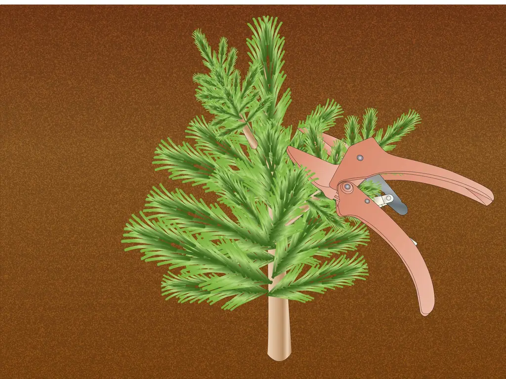 Как размножить Pinus Radiata: 6 шагов (с изображениями)