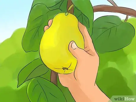 Обрезка айвы, шаг 2