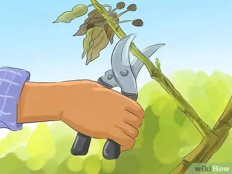 Обрезка айвы Шаг 5