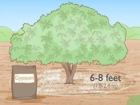 Позаботьтесь о дереве авокадо Шаг 5