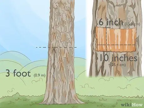 Постучите по сосне Шаг 5
