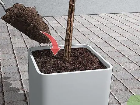 Уход за листом скрипки Рис. Шаг 15