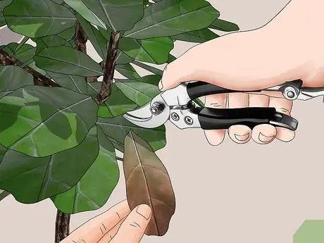 Уход за листом скрипки Рис. Шаг 7