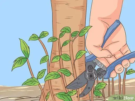 Обрезка груши, шаг 2