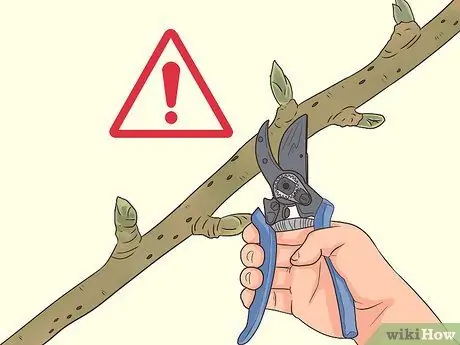 Обрезка груши, шаг 4