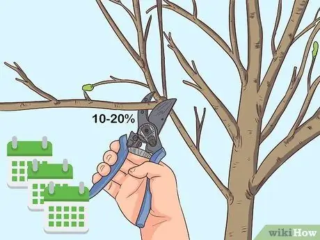 Обрезка груши Шаг 8