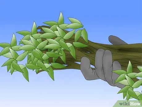 Очистить большие кусты Шаг 6