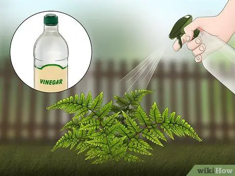 Убить папоротники, шаг 3