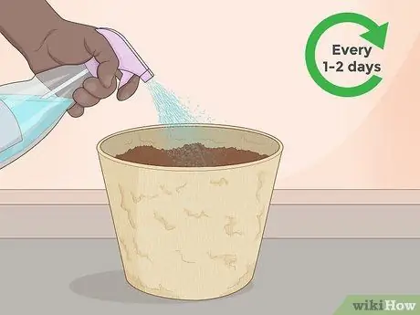 Выращивание эвкалипта Шаг 5