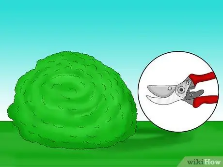 Prune Holly Shrubs Шаг 1