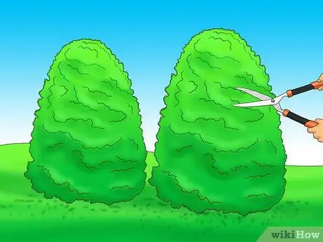 Prune Holly Shrubs Шаг 10
