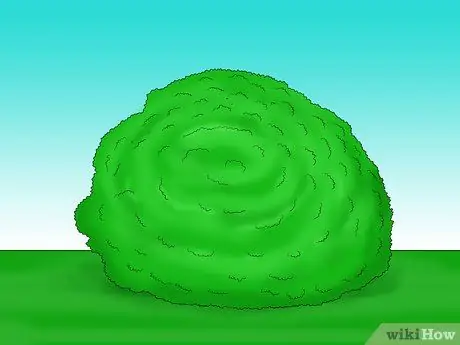 Prune Holly Shrubs Шаг 2