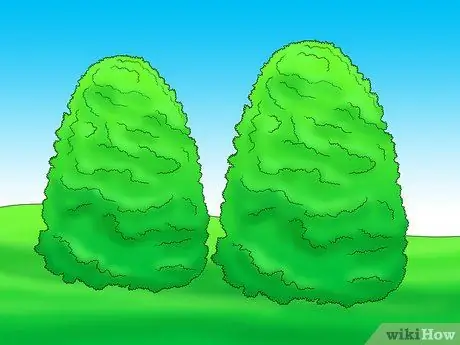 Prune Holly Shrubs Шаг 3