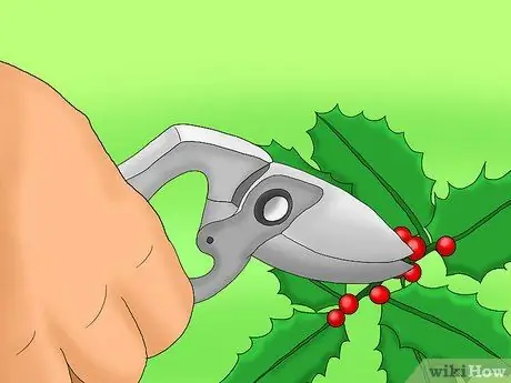 Prune Holly Shrubs Шаг 6