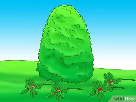 Prune Holly Shrubs Шаг 8